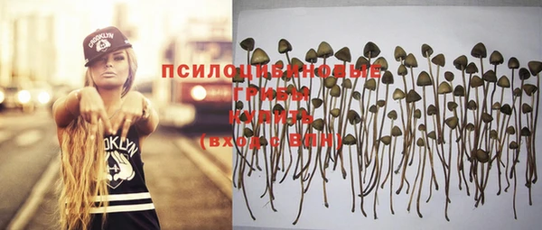 дмт Богданович